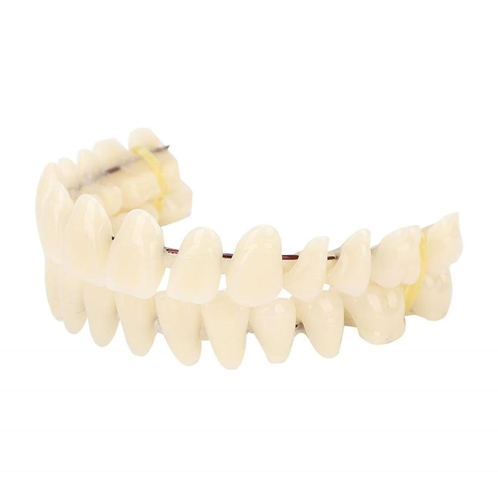 280pcs Resin Denture Teaching Model Set for Comprehensive Dental Education