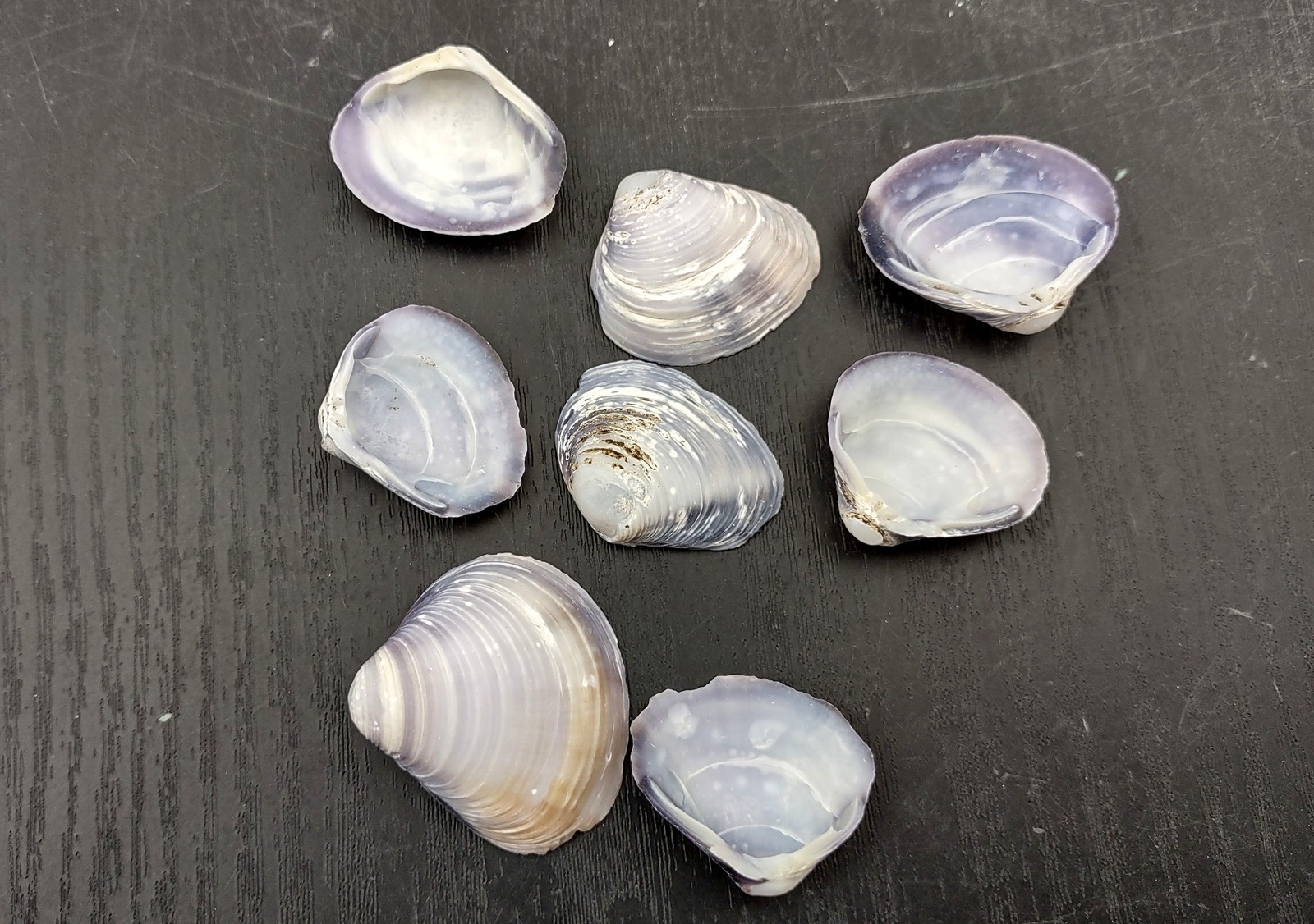Purple Cay Cay Clam Seashells (approx. half cup +/-70 shells 0.5+ inches)