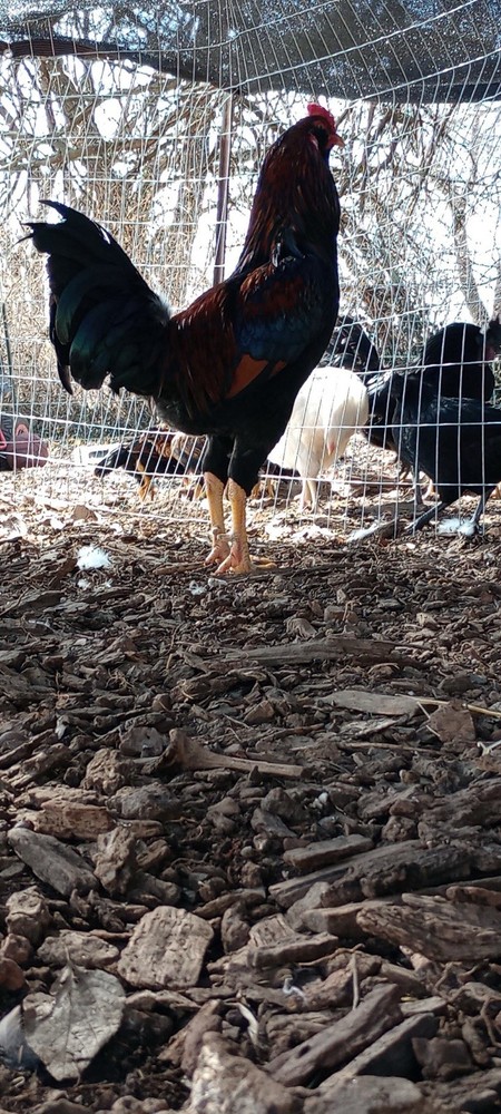 Indio gigante hatching eggs “6+”eggs