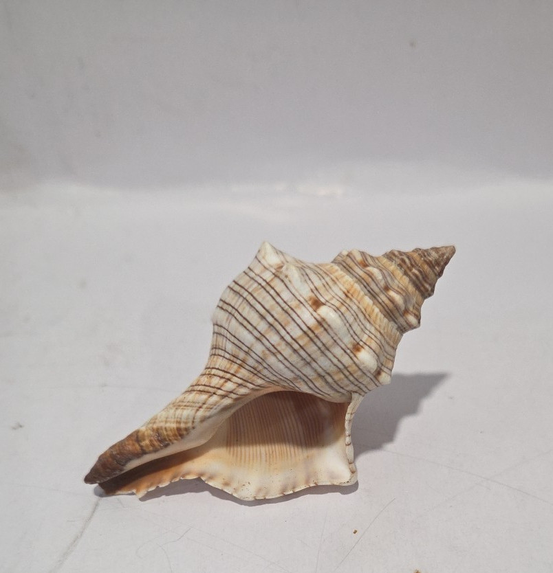 Striped Fox Conch Shell 3 5/8" - 93 mm