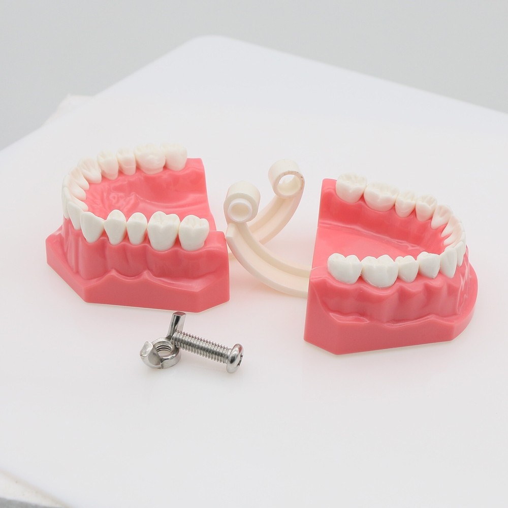 US Dental Typodont Demo Teeth Model1:1 Brushing Flossing Teaching Practice Study