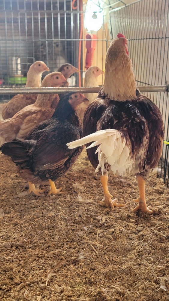 6+ Dark&Light Cornish &Splash Cornish Btm Hatching Eggs