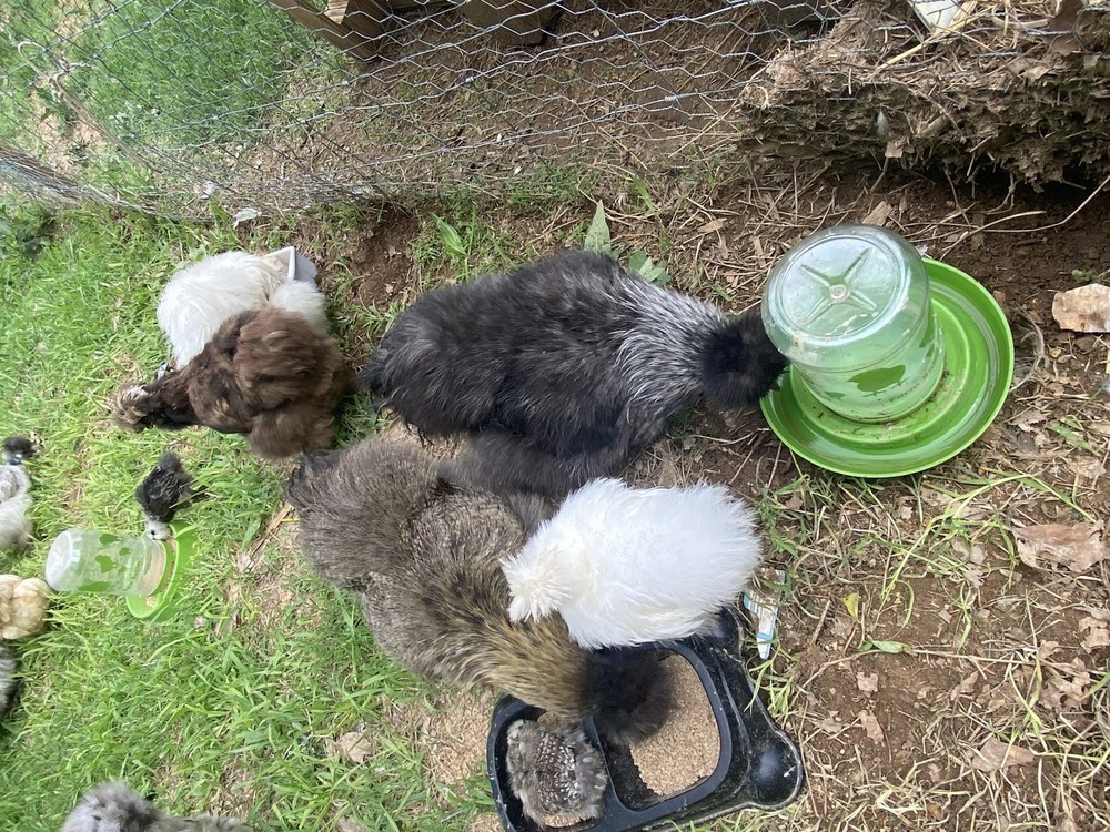 12 Bearded Silkie Hatching Eggs