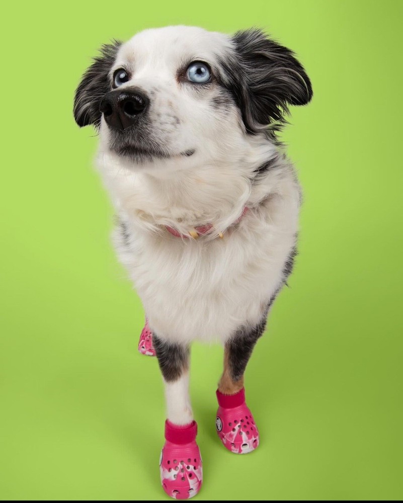 Crocs Pet Dog Boots Dragon / Medium / Large