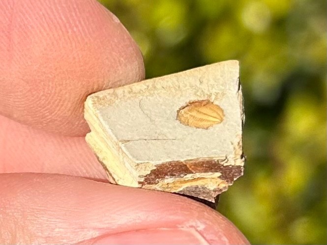 Georgia Fossil Trilobite Aphelaspis brachyphasis Conasauga Formation Cambrian