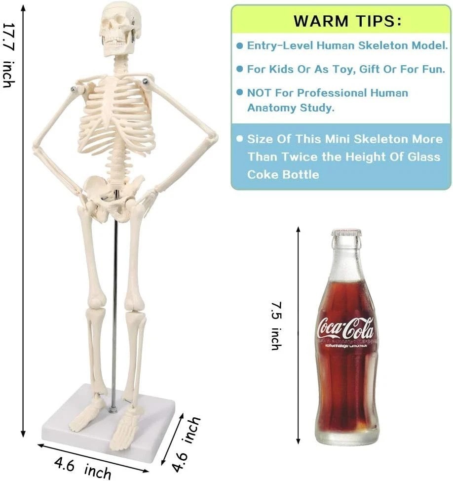 17.7" Detailed Human Skeleton Model - Perfect for Display or Classroom Use
