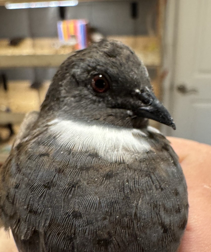 20 Button Quail Hatching Eggs Multiple Colors