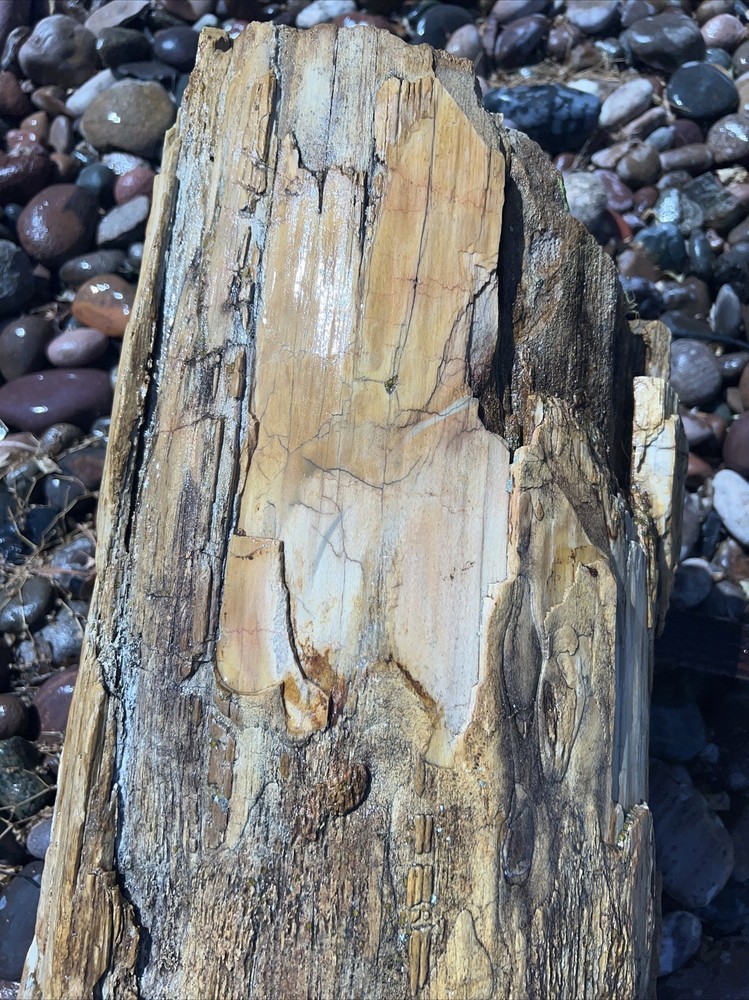 PETRIFIED LOG Large Piece.