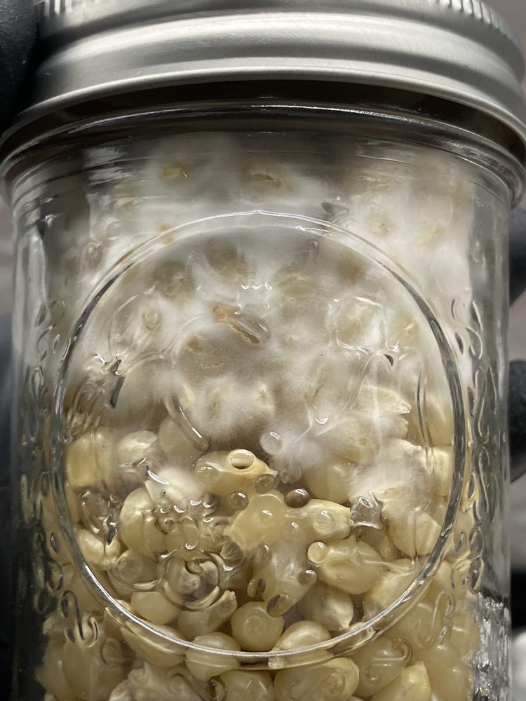 (2) Half Pint Jars - Sterilized Corn for Grain Spawn - Grow Great Grain Spawn