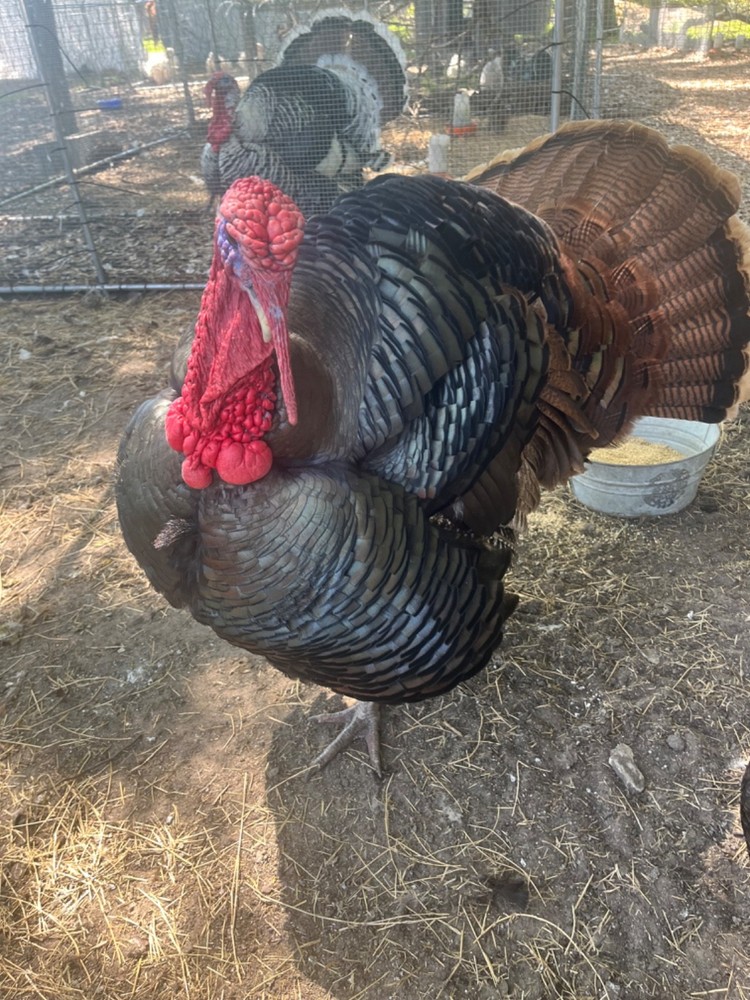 Osceola Turkey Hatching Eggs (One Dozen)