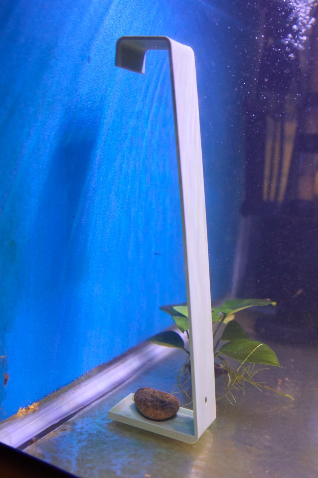 Angelfish & Discus Breeding Slate for Aquariums - Choose Color