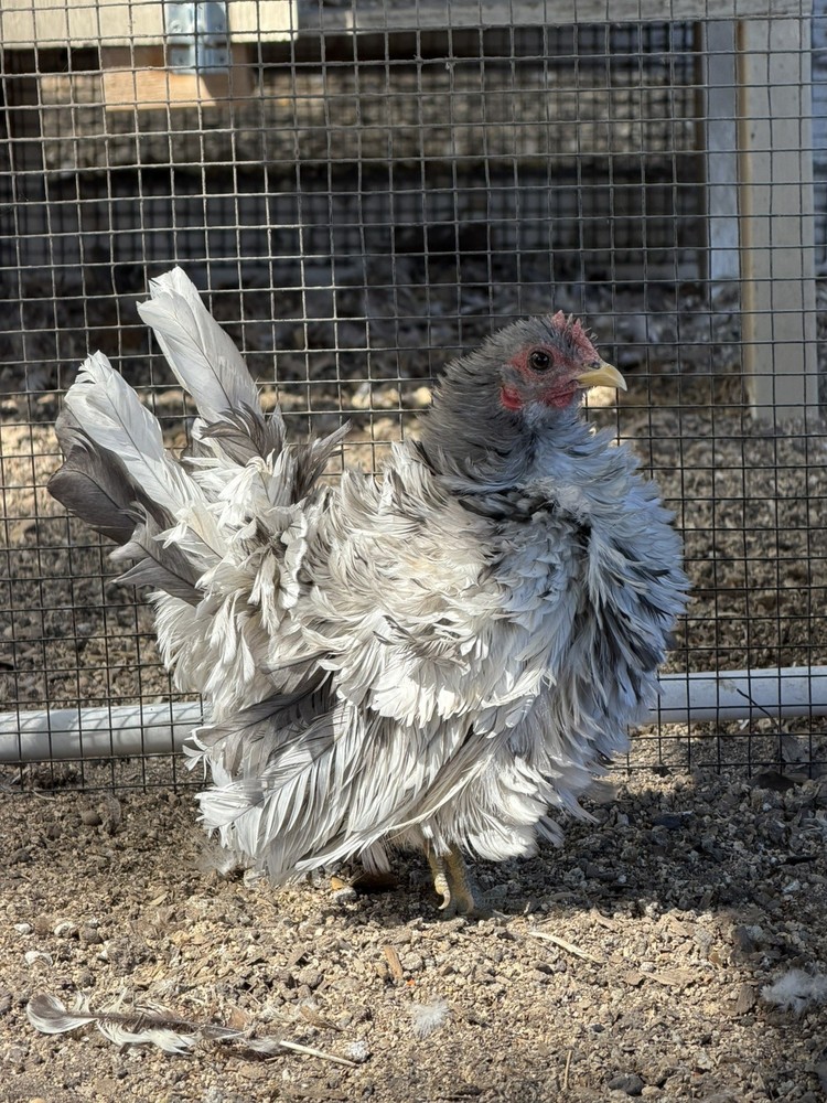 8 Serama Hatching eggs NPIP/AI and PT Clean