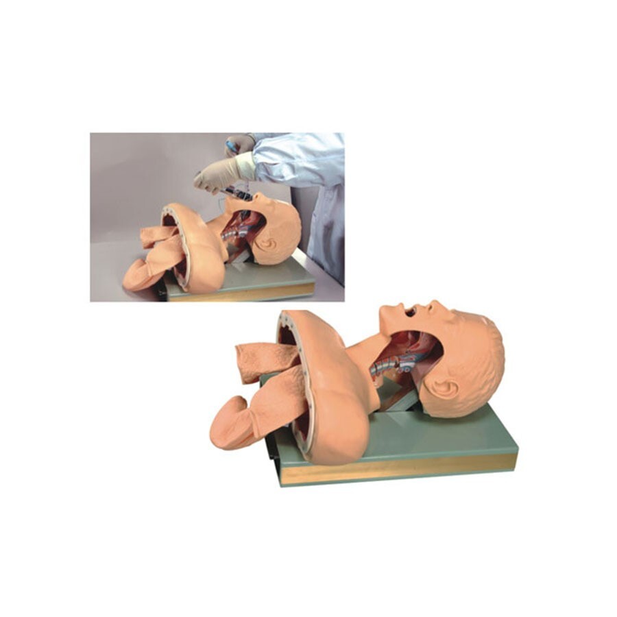 1:1 Tracheal Intubation Training Model Teaching Aids Nursing Training Display
