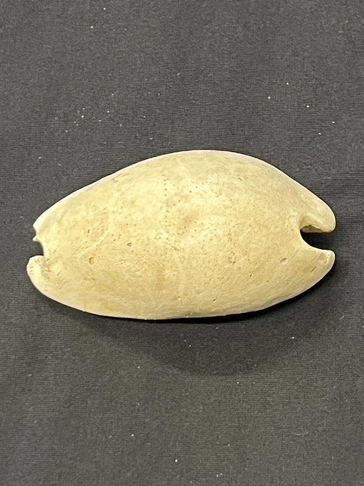 EXTINCT Fossilized COWRIE Shell From Central Florida - Pliocene Era.