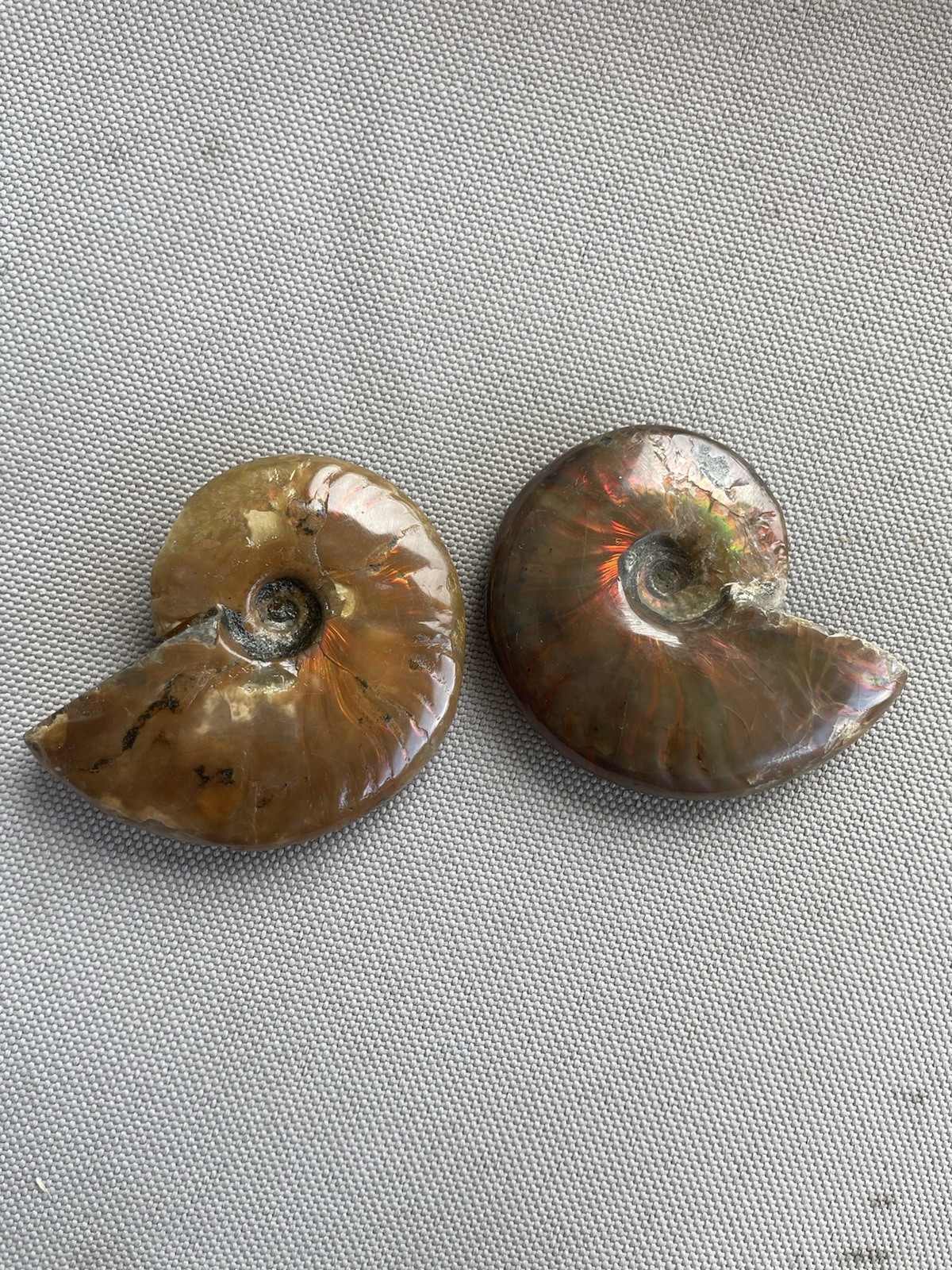 Pair Of Opalized Ammonite Fossils From Madagascar Colorful Fossil Specimens