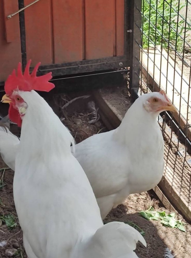 12+ Purebred White Leghorn Chicken Hatching Eggs