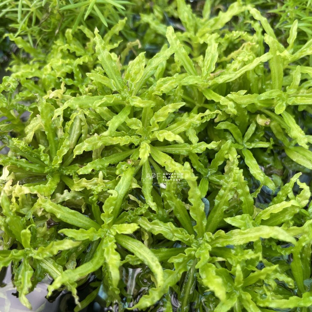 Pogostemon Helferi Downoi Tissue Culture