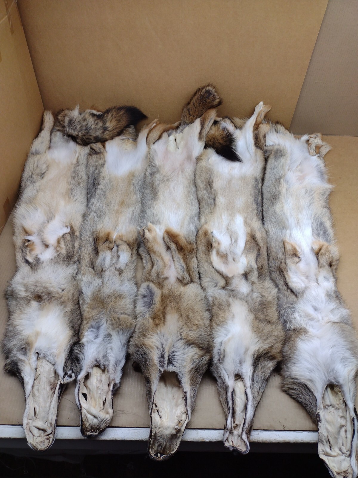 Tanned Eastern XXL Semi-Hvy Coyote Hide #1 Full Tail Grade/Furs/Taxidermy/Crafts