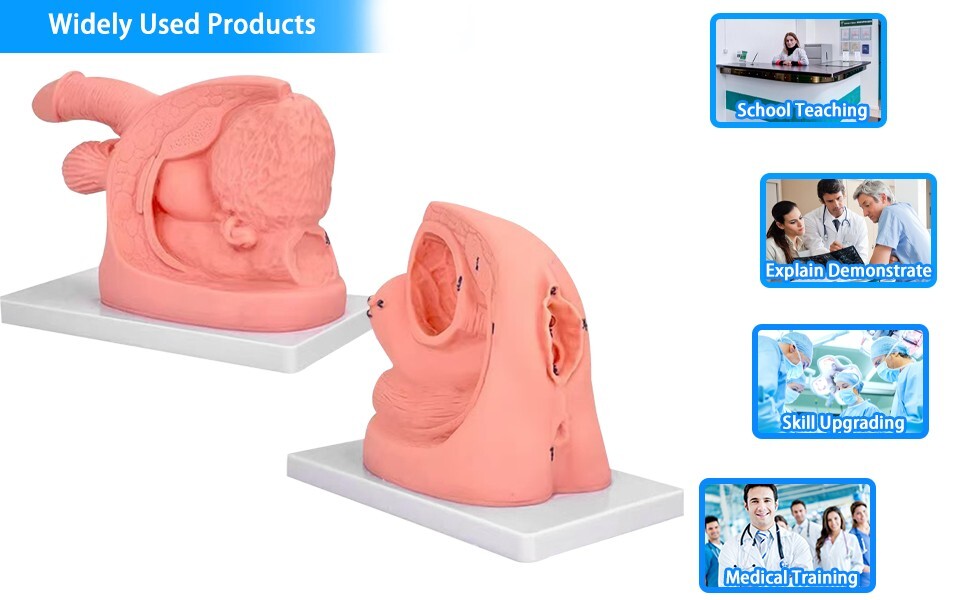 1PC Female Urethral Catheterization Training Simulator Model, Simplified Urinary