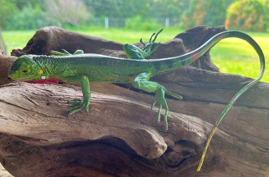 Iguana Baby - AAA