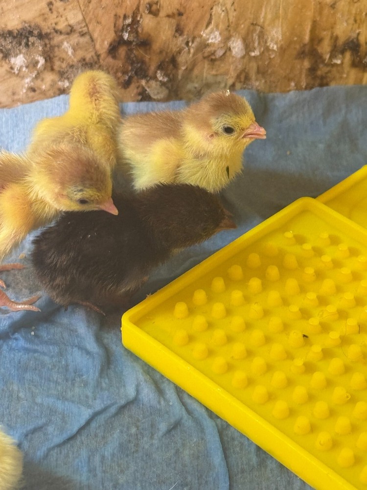 40+ Button Quail Hatching Eggs Multiple Colors