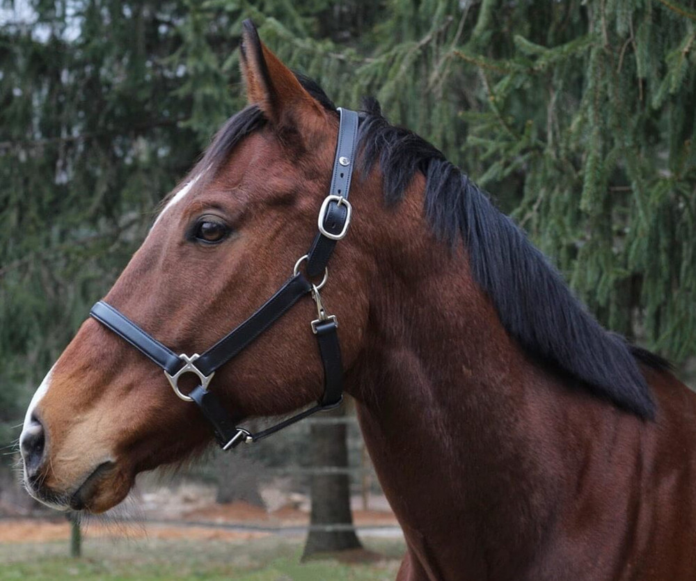 Henri de Rivel Everyday Halter