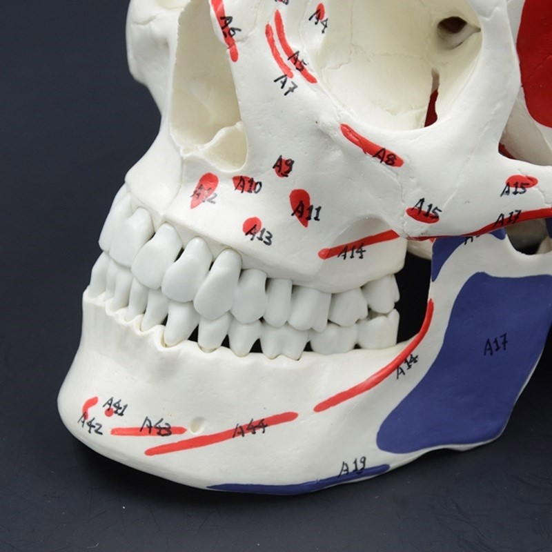 Anatomical Head Bone Model, Number Coded Human Anatomy Skull Model Teaching Aids