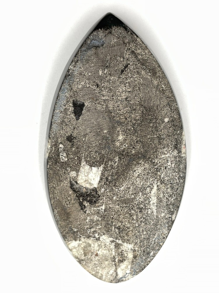 Orthoceras Fossil 4 inch