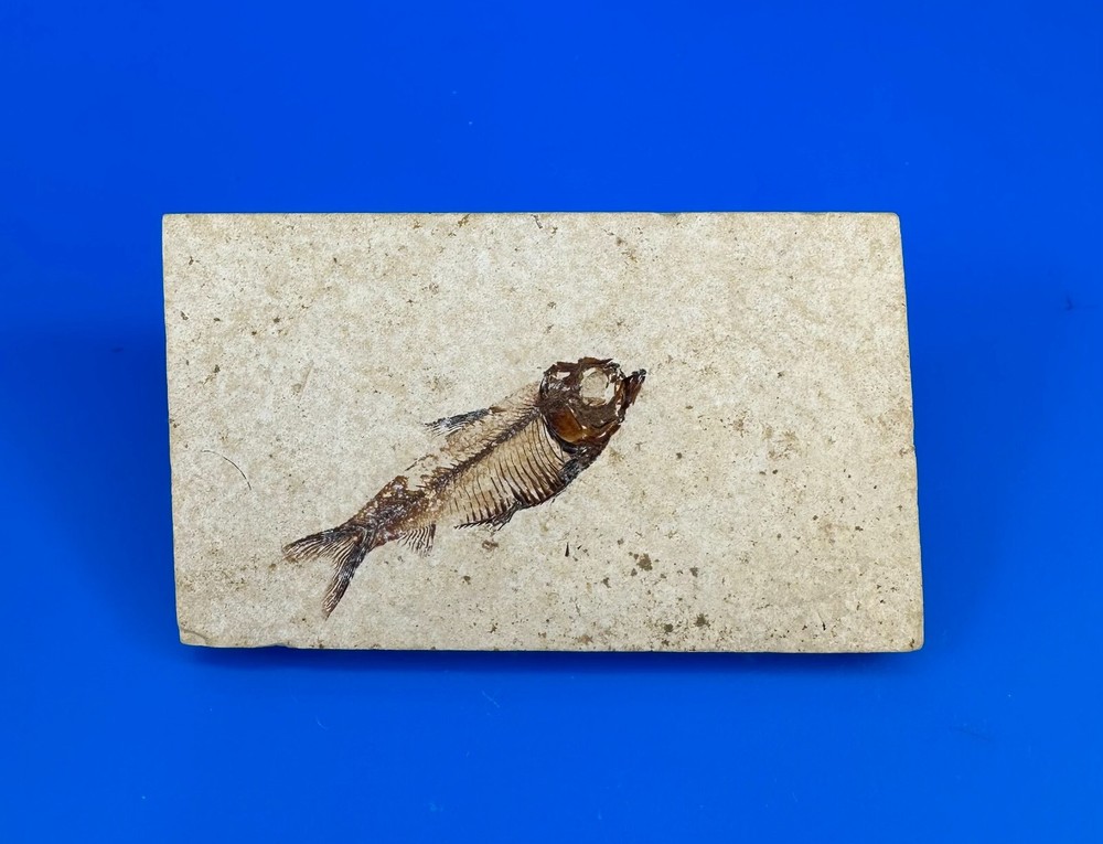 Small Fossil Fish