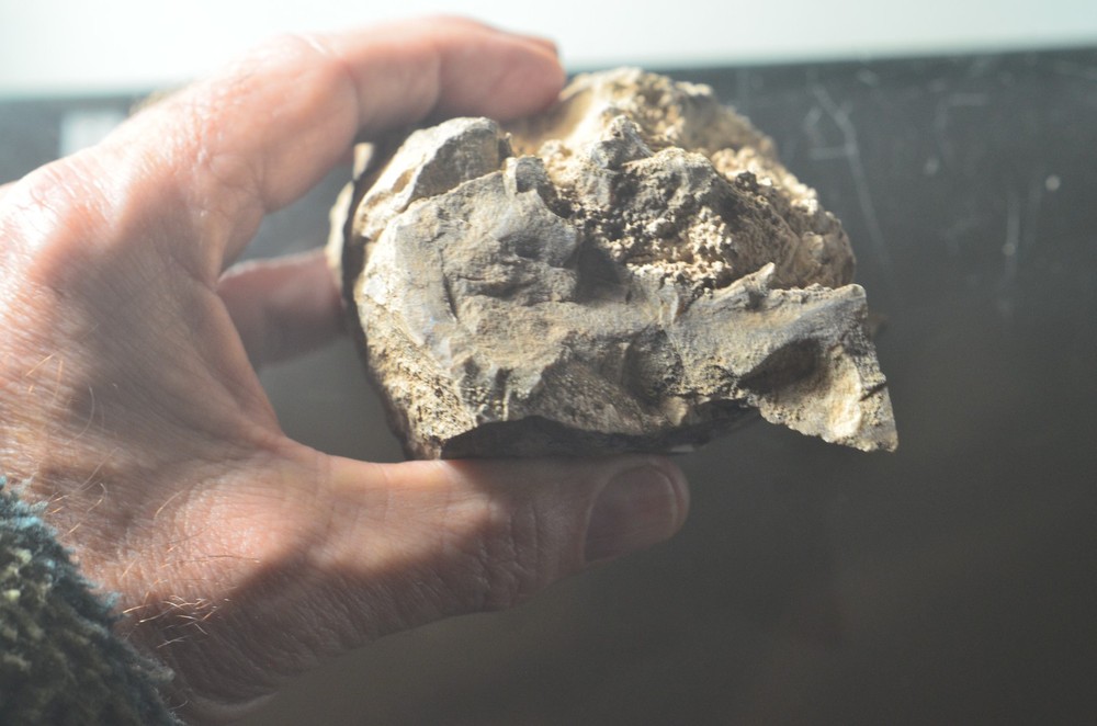 Utah Petrified Wood