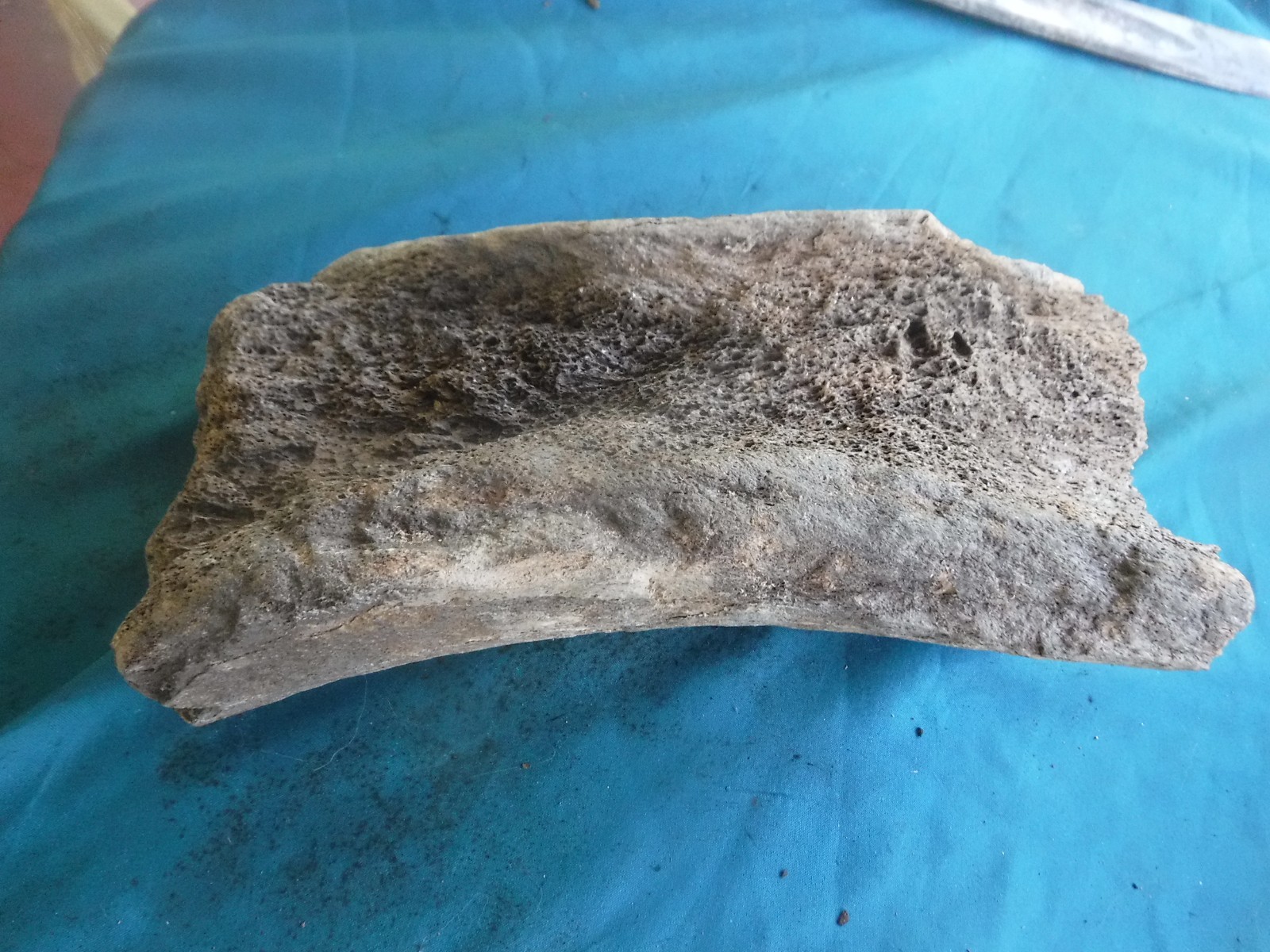 FOSSIL ICE AGE MAMUTH FEMUR BONE SECTION