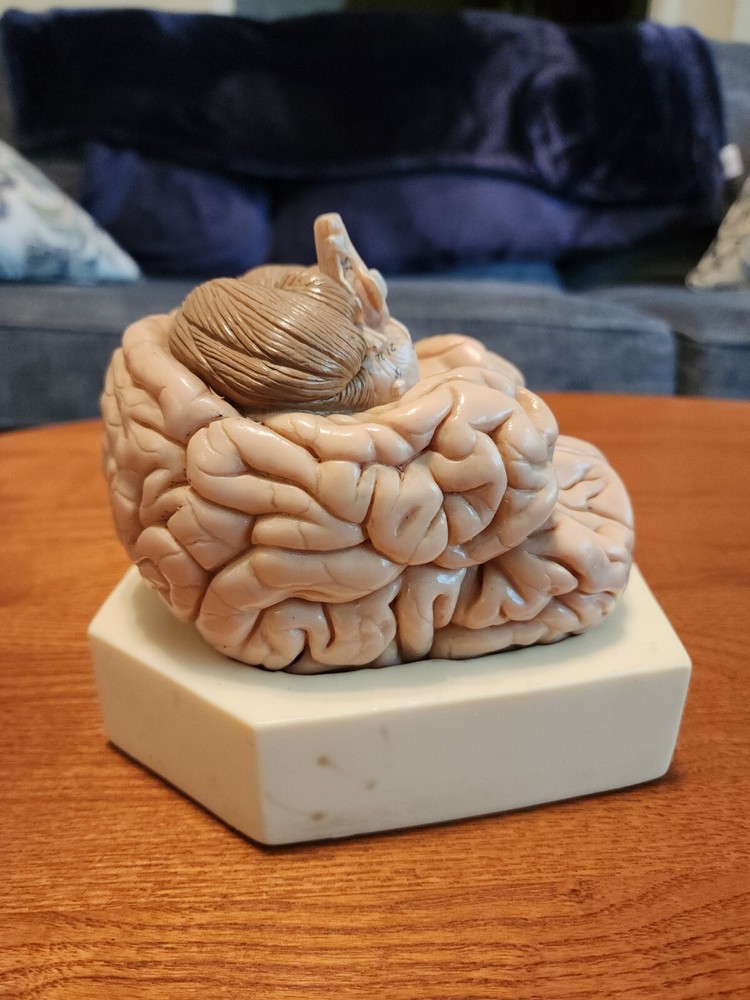 2-Part Brain Model Anatomy Model