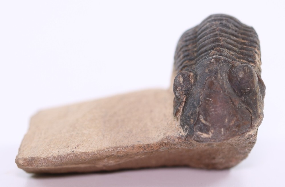 Fossil Trilobite Paralejurus Devonian Morocco COA 5483