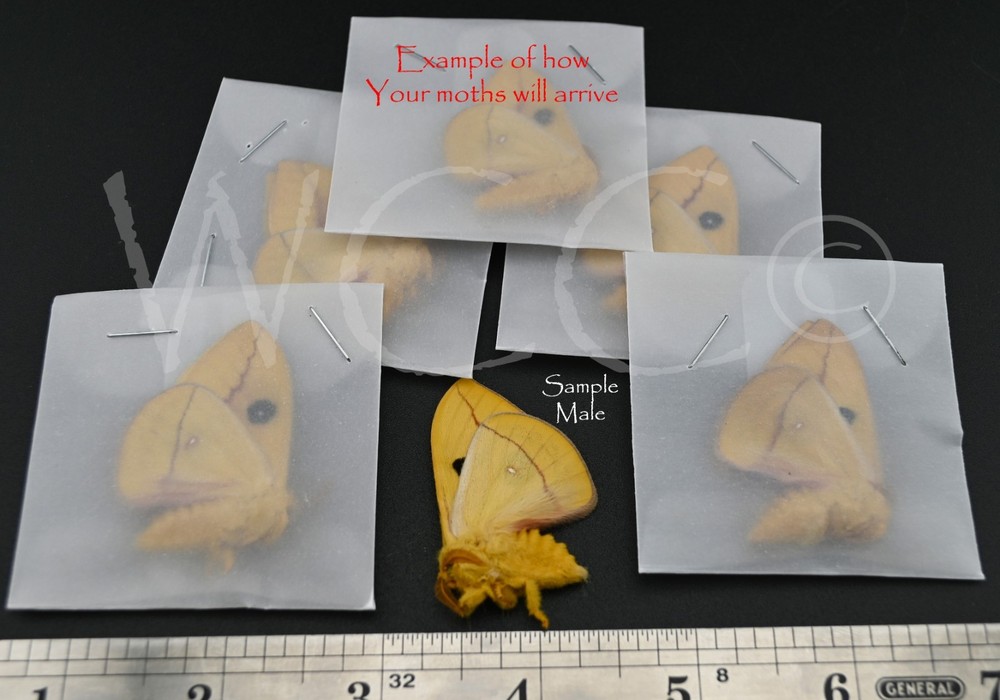 IO MOTH  FIVE MALES   A+++ QUALITY  (UNMOUNTED SPECIMENS)