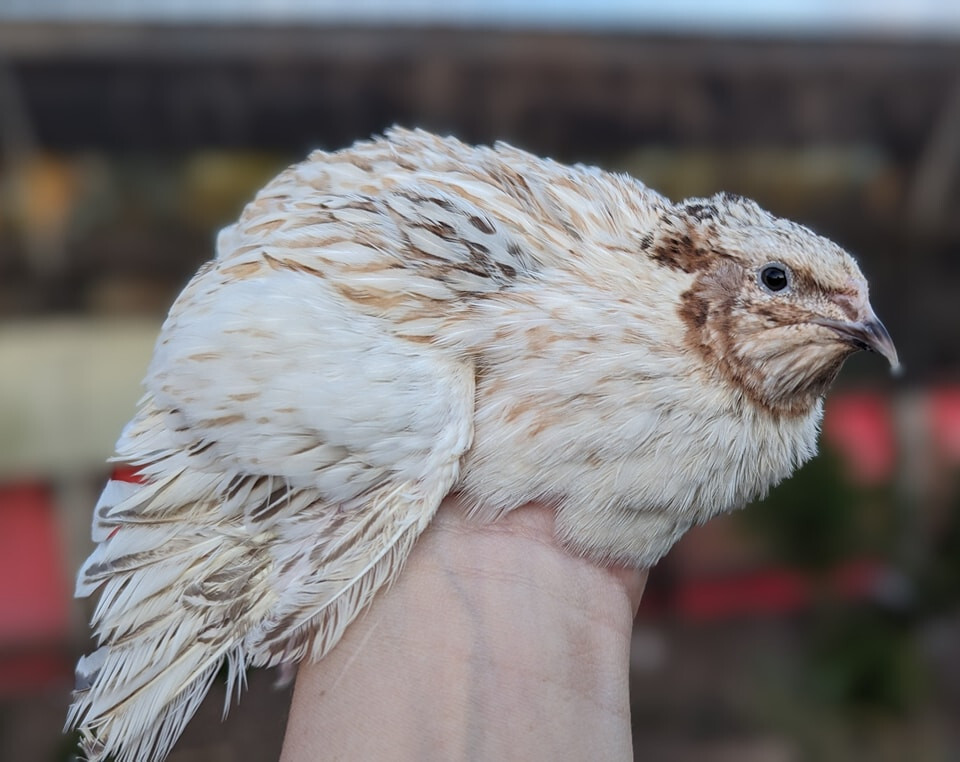 35 ++ Rainbow Coturnix Quail Hatching Eggs