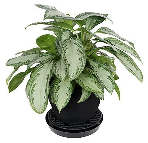 Gro Pro NX Level Pot Elevator, 13 Inch