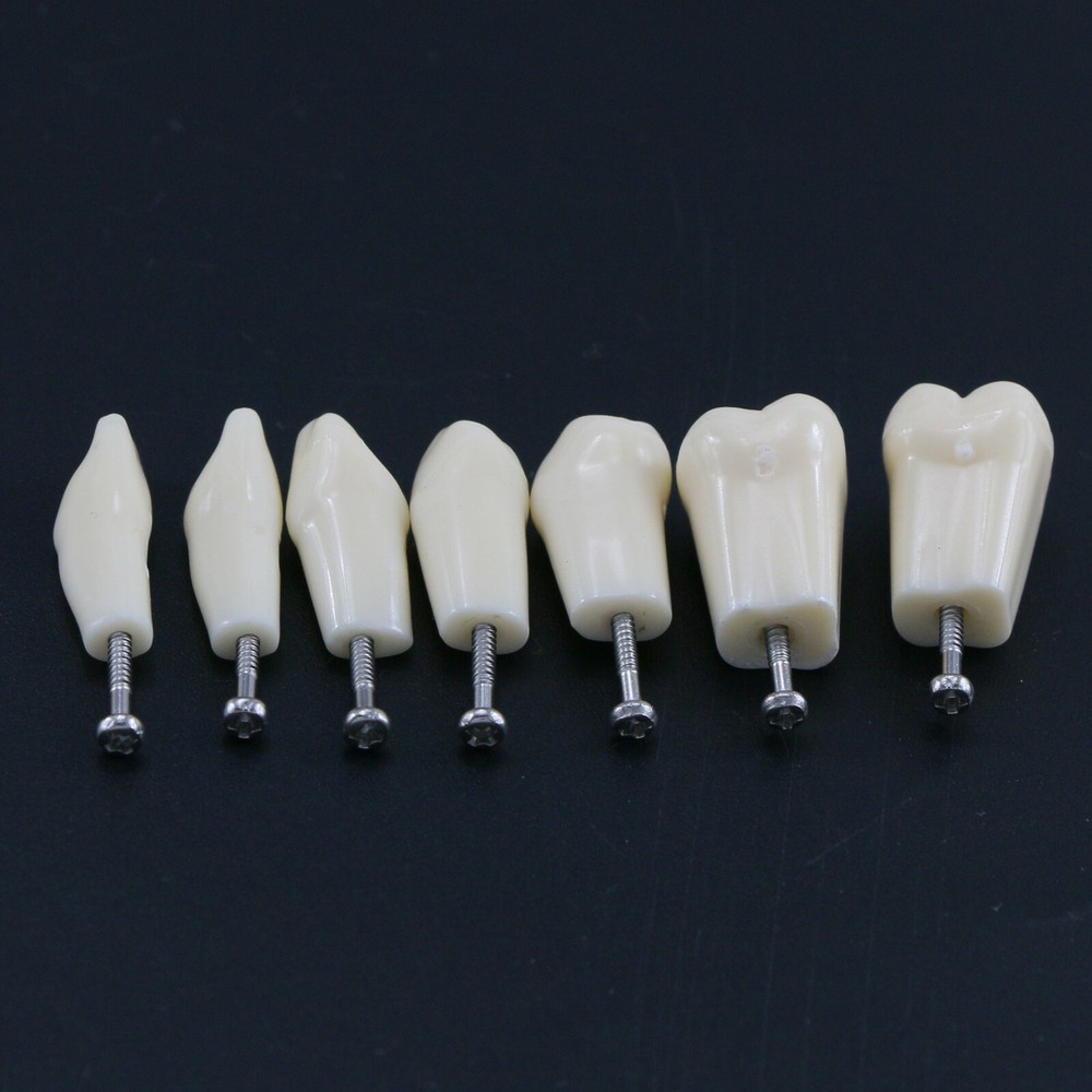 28Pcs Replacement Teeth Upper Lower For Typodont Teeth Model Frasaco AG3 Type US
