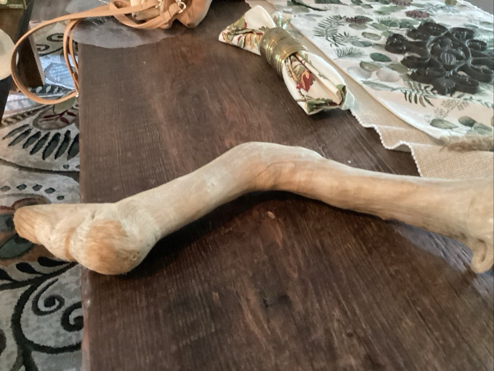 Mammoth Bone