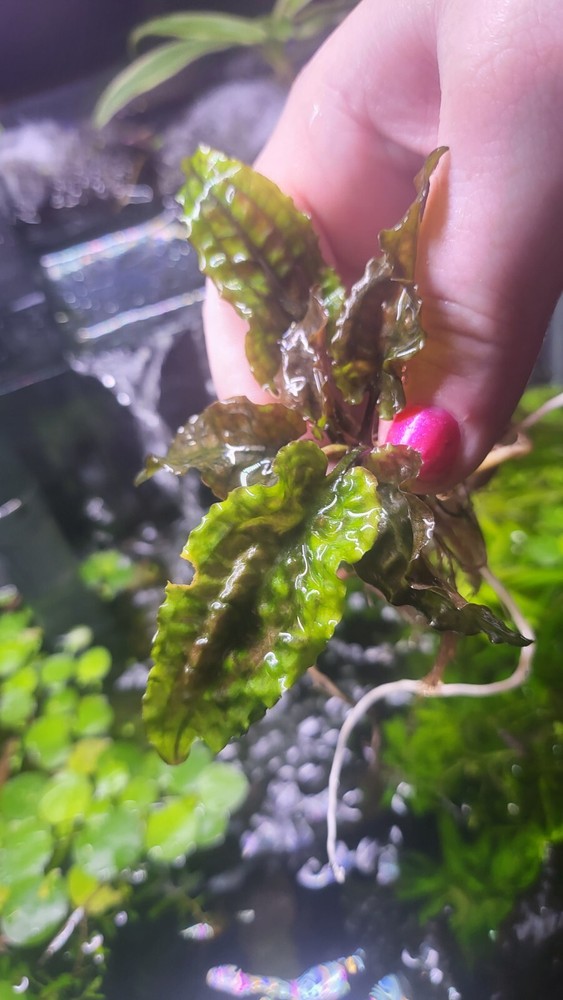 Aquatic Plant Pack (Low Tech)