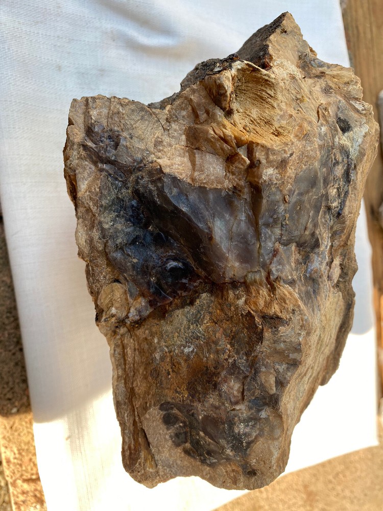 Fossilized And Opalized Fossils