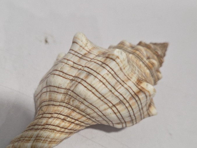 Striped Fox Conch Shell 3 5/8" - 93 mm