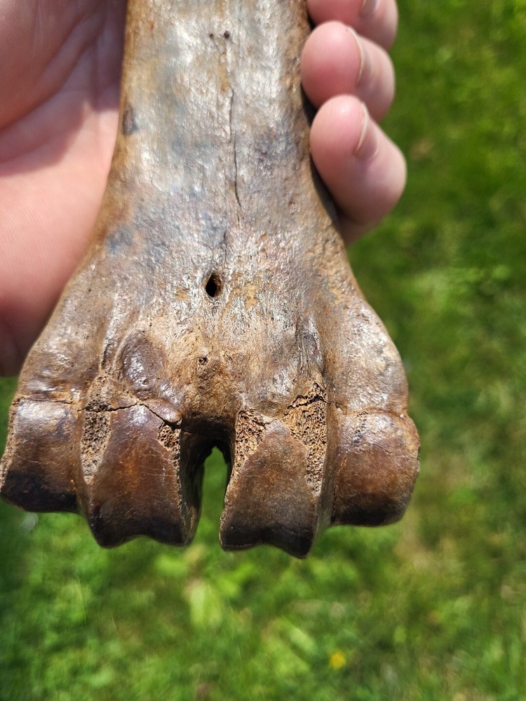 Bison metacarpal Historic bison foot bone