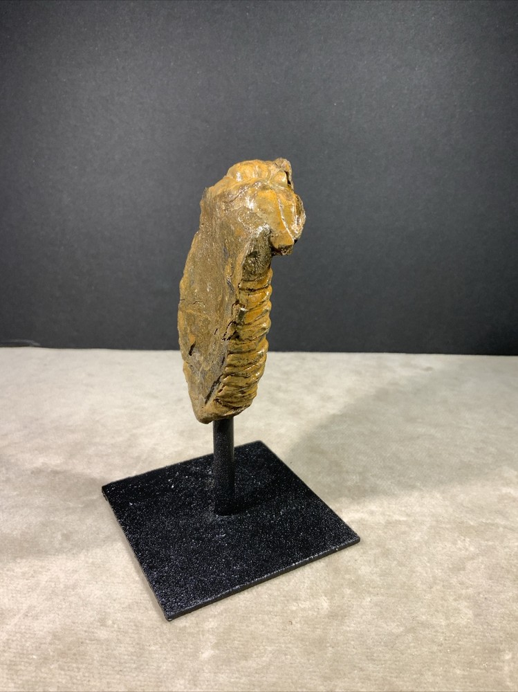 Trilobite Fossil on Stand