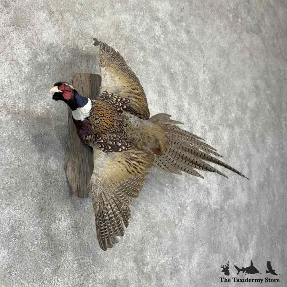 #31739 P | Ringneck Pheasant Taxidermy Bird Mount For Sale