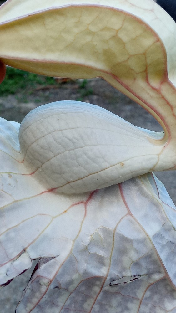 Dried Jamaican Duck Flower Detox