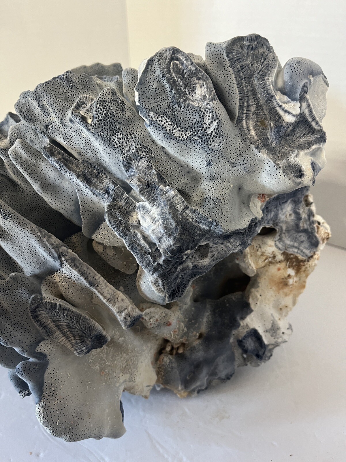 Natural Real Blue Ridge Coral Huge Specimen Shell 12x12x10 Nautical Home Decor