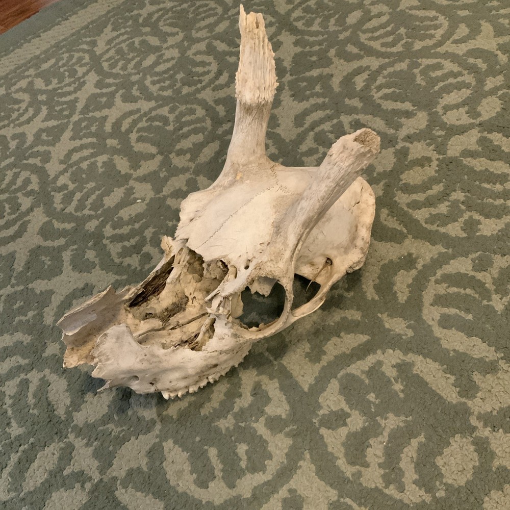 Wild White Tailed Deer Doe Skull Rustic Cabin Decor Man Cave 13" Fallon Oddity