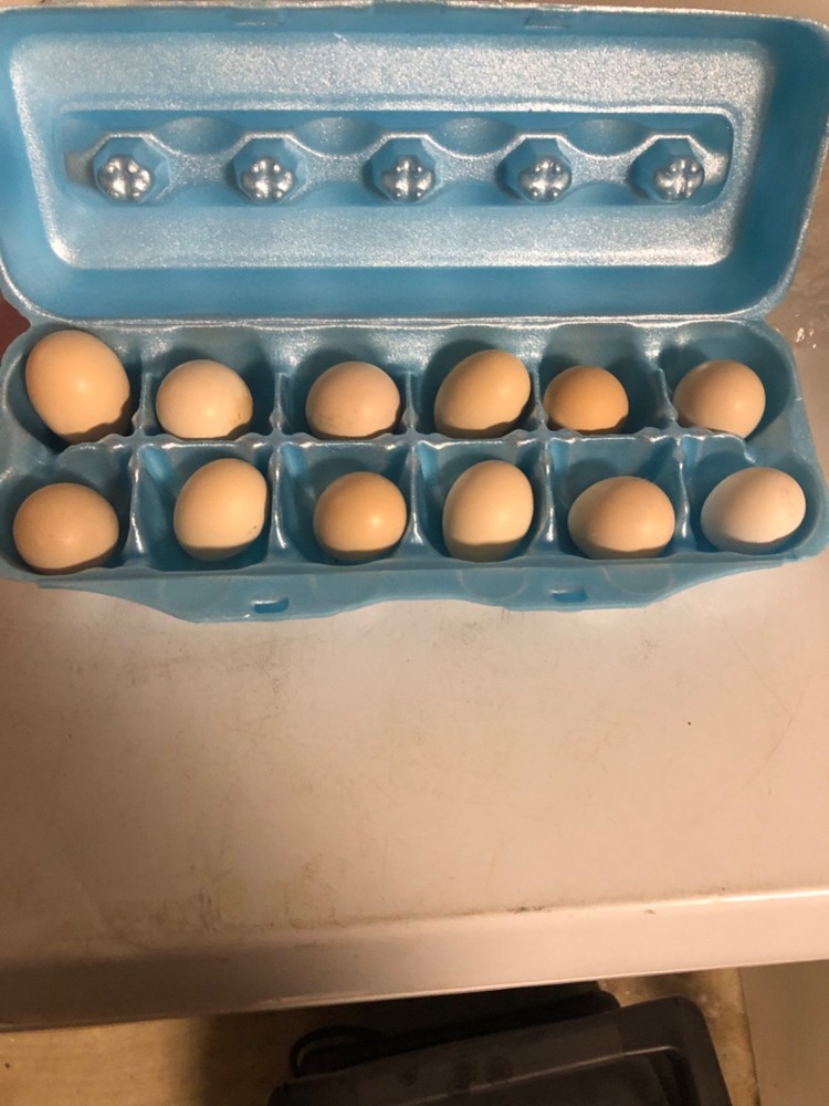 12 Clean Serama Hatching Eggs, Micro, A & B Types / Malay/Trad