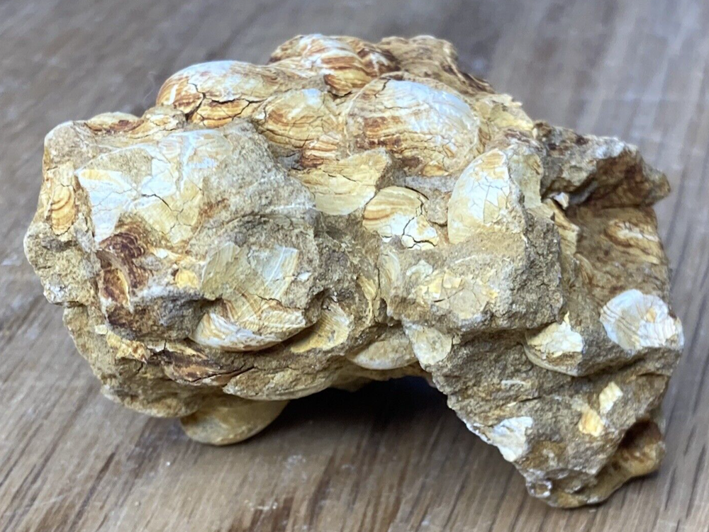 Fossil Specimen, Bivalves, Nemocardium Nitens, Eocene, Staines, 58mm