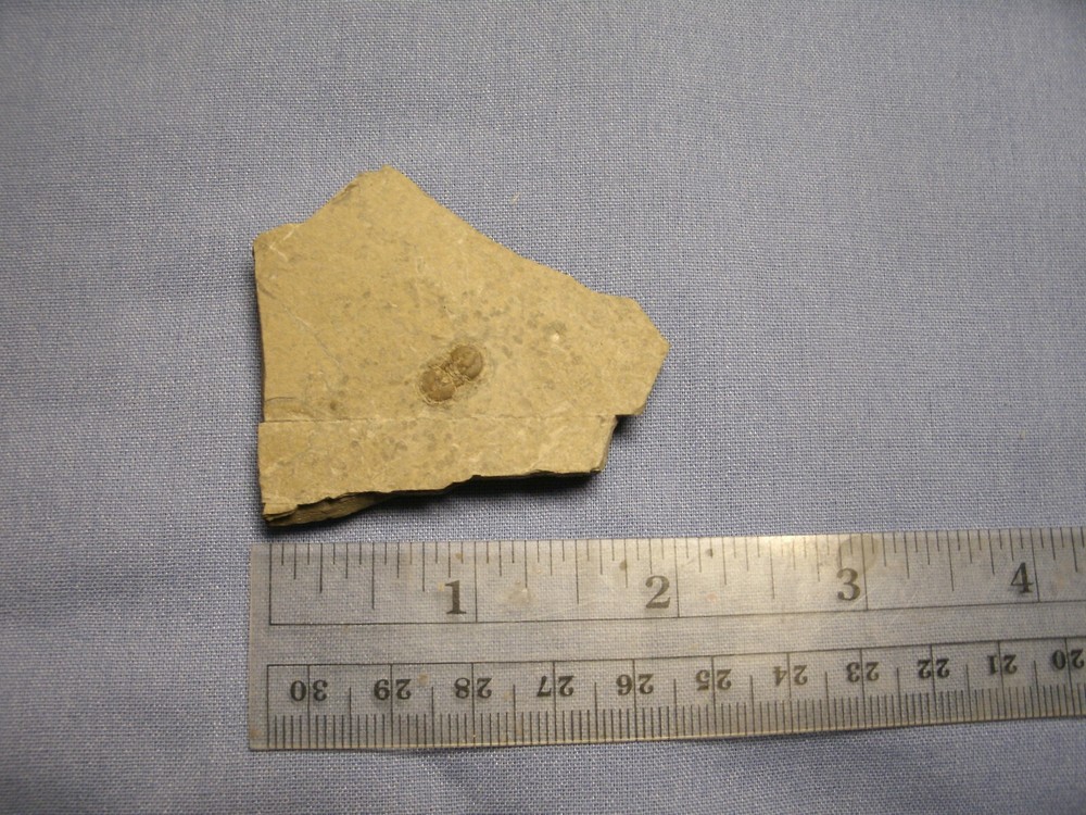 TRILOBITE peronopsis interstricia  MILLARD CO UT